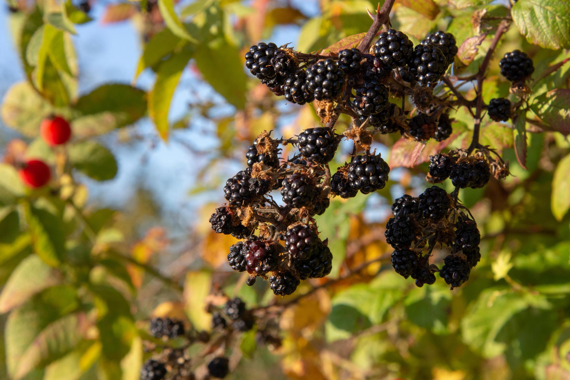 Blackberries in a hedge with rosehips in the background