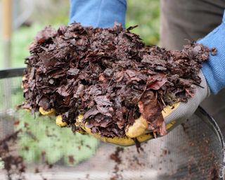 leaf mould