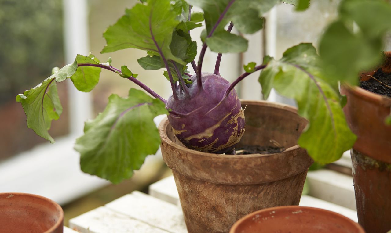 beetroot growing in a terracotta pot