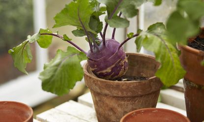 beetroot growing in a terracotta pot