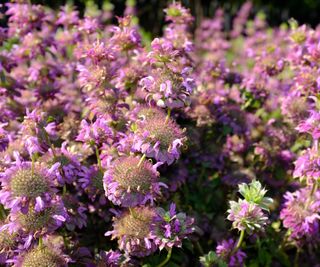 Lemon bergamot (Monarda citriodora) with its pink-purple flowers, growing in a herb garden