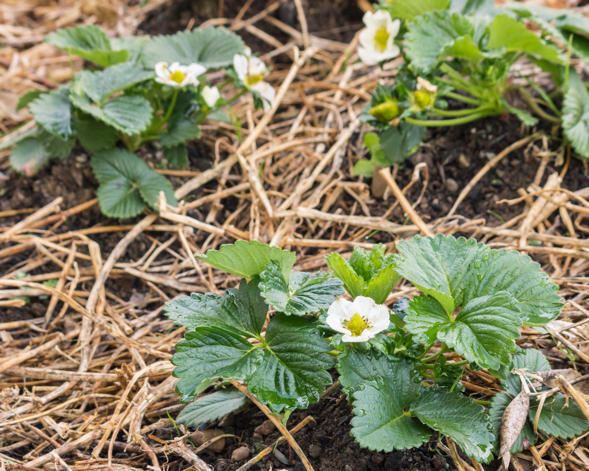 Strawberry seedlings surrounded by straw mulch