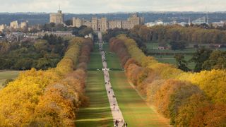 Horse chestnut and London plane trees lining the Long Walk in front of Windsor Castle