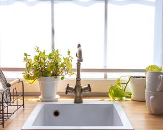 A closeup of kitchen sink and houseplants