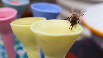 Bee drinking water out of colorful bee cups