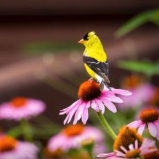 A brilliant male American Goldfinch perched atop a purple coneflower in Waukesha County, Wisconsin during July.