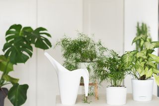 plants in white plant pots and a white watering can