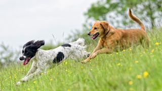 Labrador and Springer Spaniel playing together
