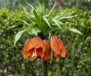 Crown imperial fritillaria