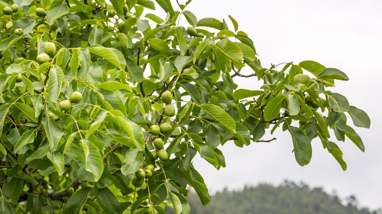 Walnuts growing on a walnut tree