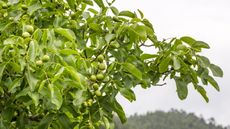 Walnuts growing on a walnut tree