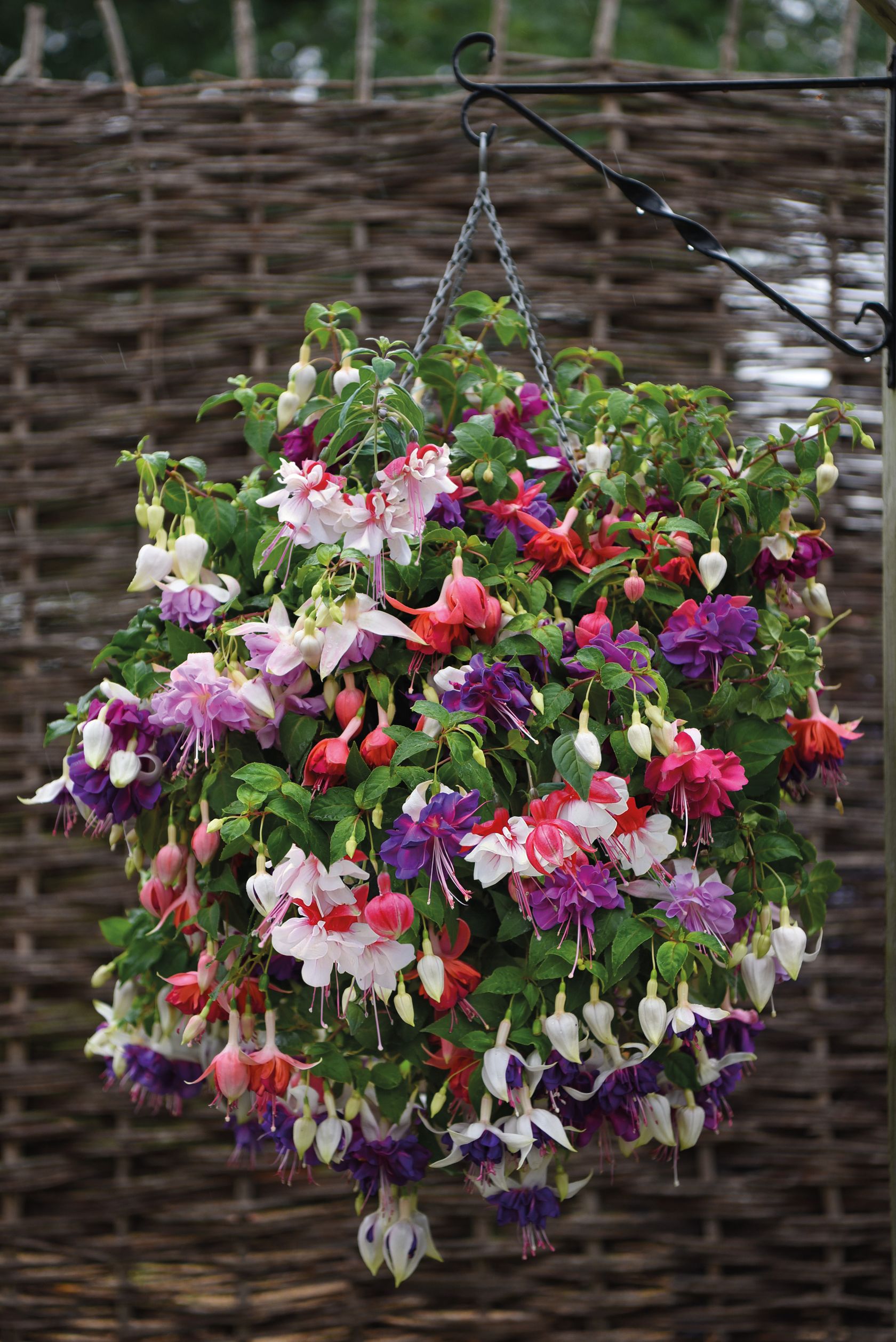 Hanging Gardens Of Delight: Enchanting Fuchsias In Aerial Oasis