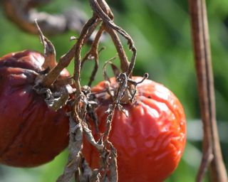 two tomatoes with blight disease