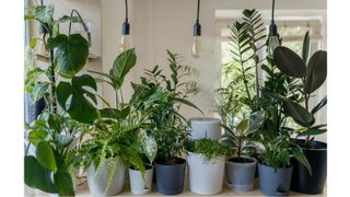 Best Indoor Plants - Best Air Purifying Indoor Plants - Unsplash Vadim Kaipov
