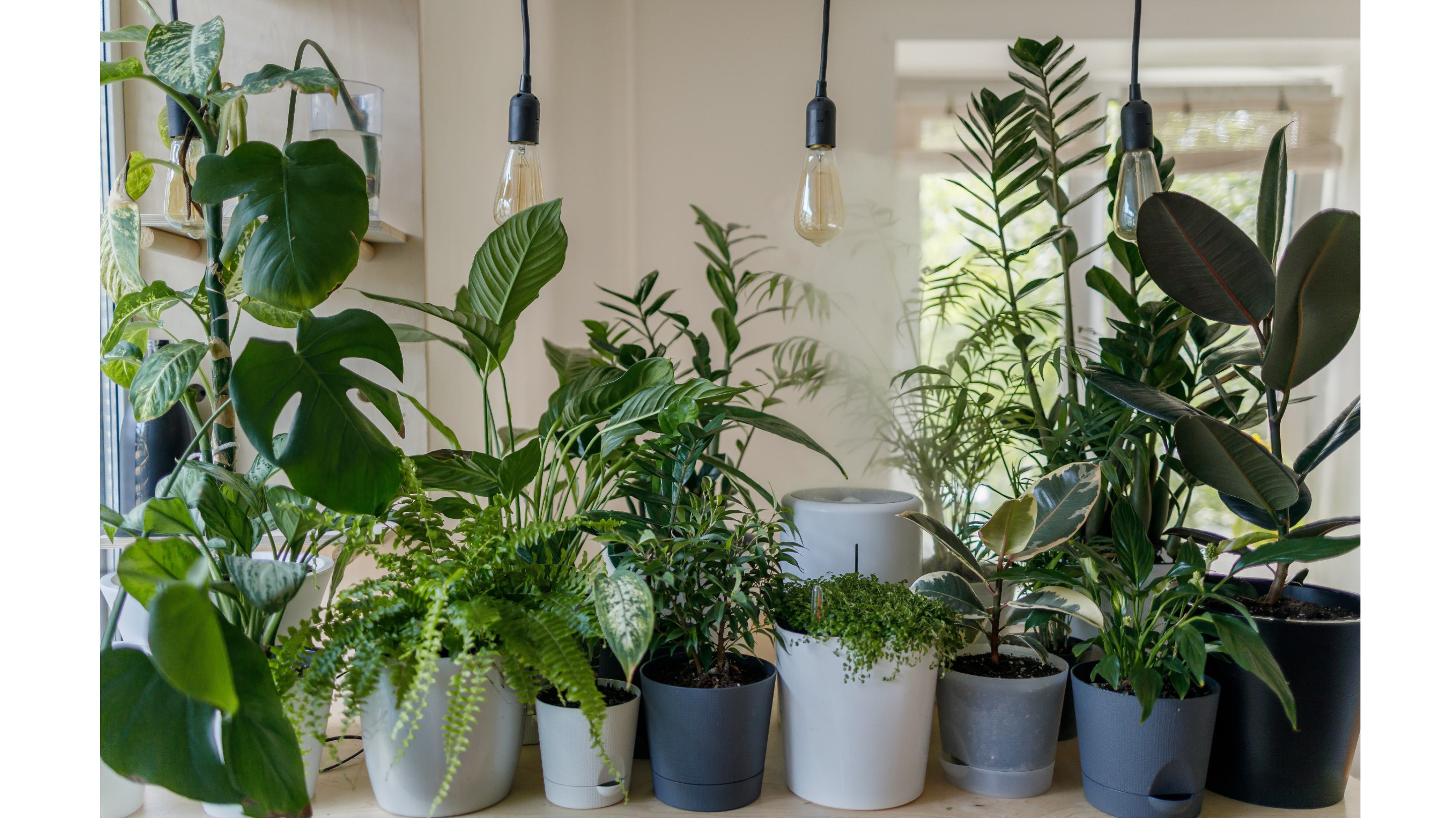 Best indoor plants 20 best houseplants for every room   GardeningEtc