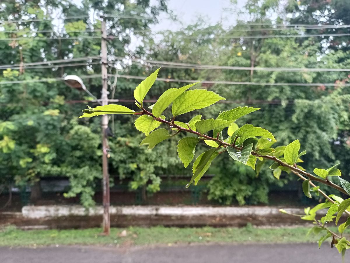 Realme X7 Max camera samples