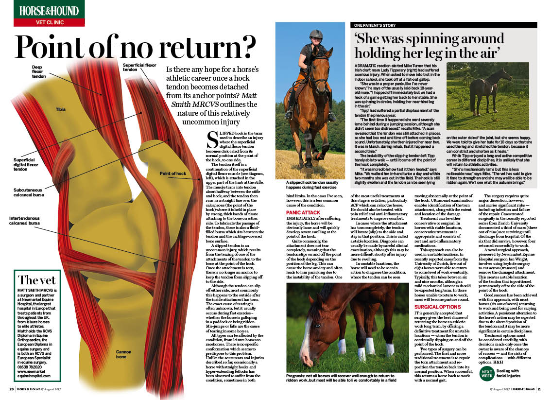 VET-2pp-displaced-hock-tendons-.jpg