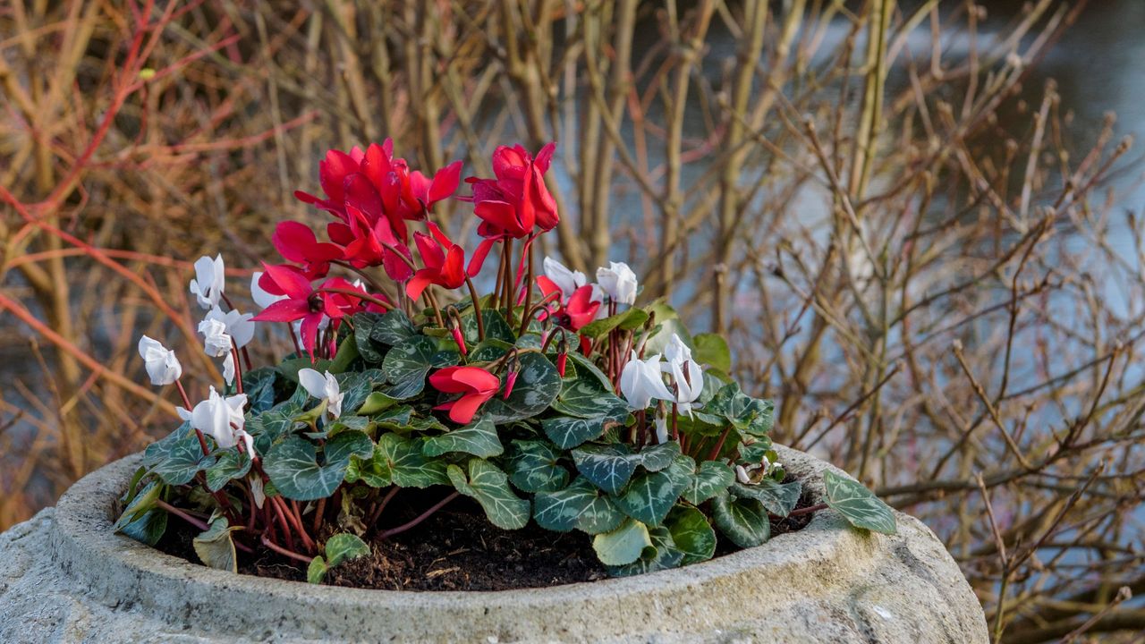 Red and white flowering cyclamen growing in stone pot in winter garden