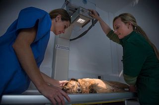 A vet and a vet nurse taking x-rays of a dog