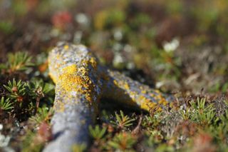 Lichen: Remember, it does NOT rhyme with Hitchin.