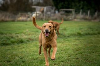 Jill Parsons and her Fox Red Labradors