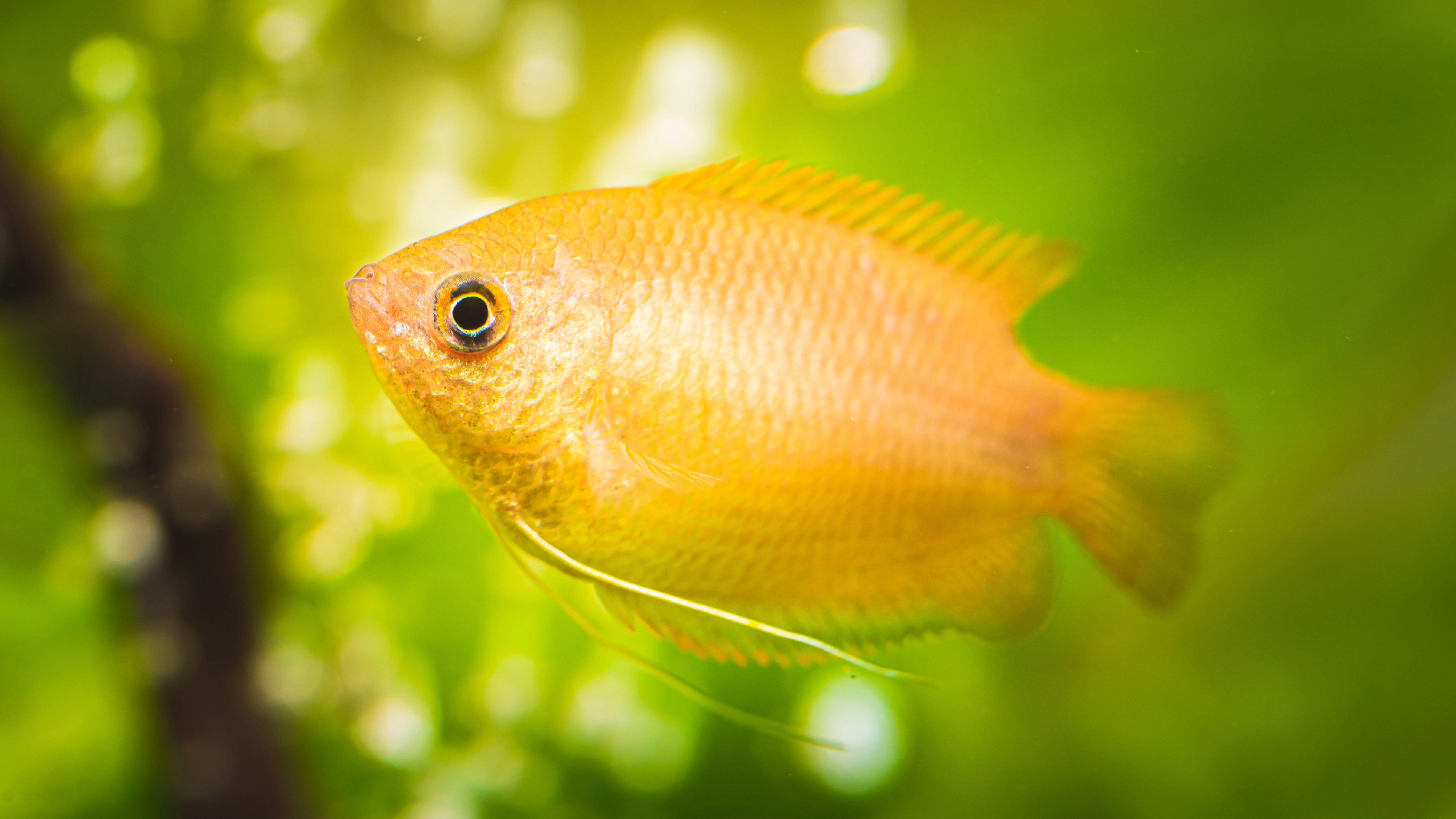Honey gourami