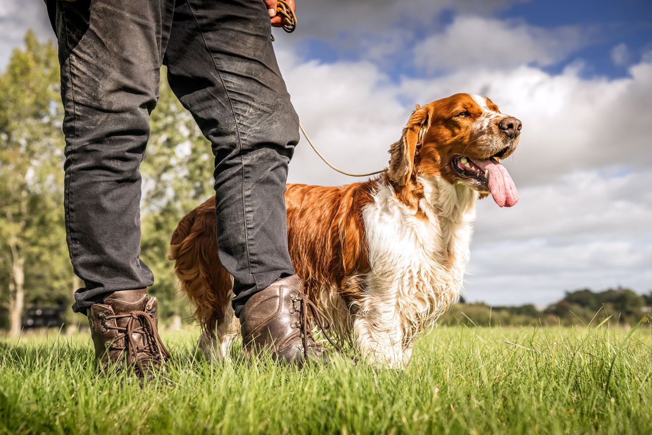 A Welsh springer spaniel makes a great pet.