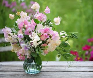 Sweet peas mixed in vase