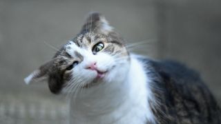 A brown and white tabby cat tilts its head to the left, its eyes half-closed
