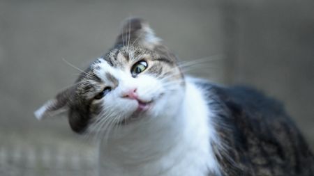 A brown and white tabby cat tilts its head to the left, its eyes half-closed