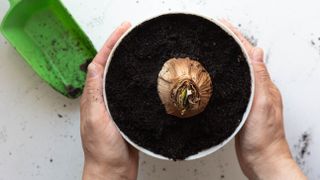 A birds eye view of an amaryllis bulb in soil in a pot with hands on either side and a trowel next to it