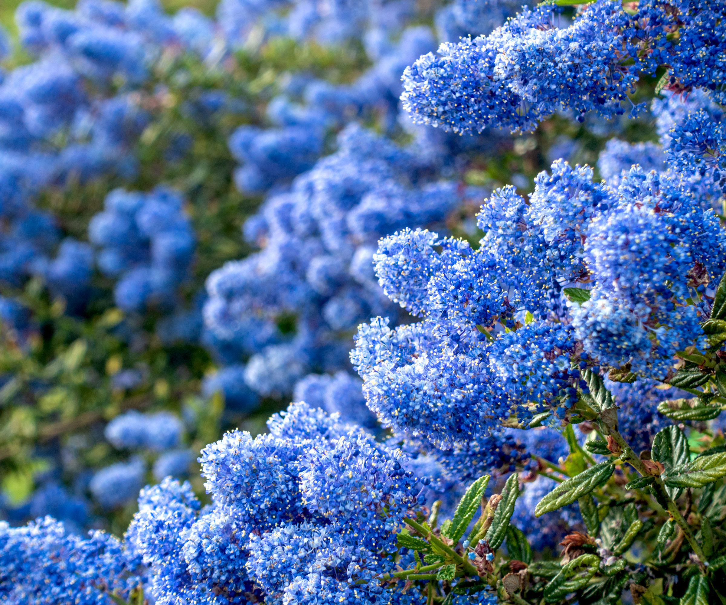 California lilac in full bloom with blue flowers