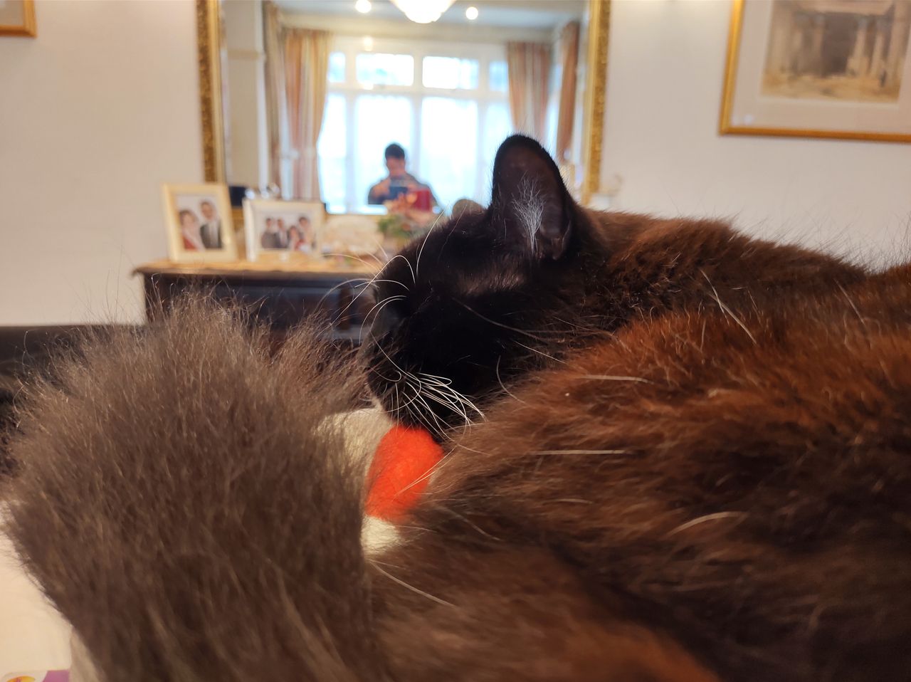 The One Hyper is able to handle tricky subjects like black cats, provided you're okay with tinkering with the exposure slider
