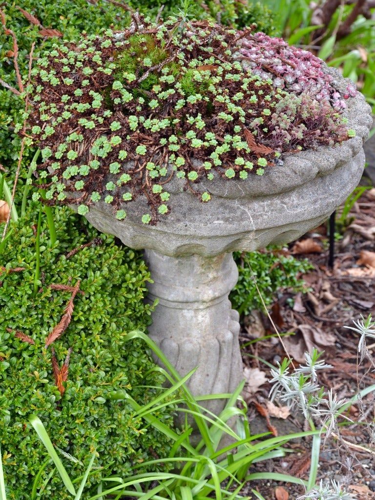 Plants Growing Out Of Birdbath Planter