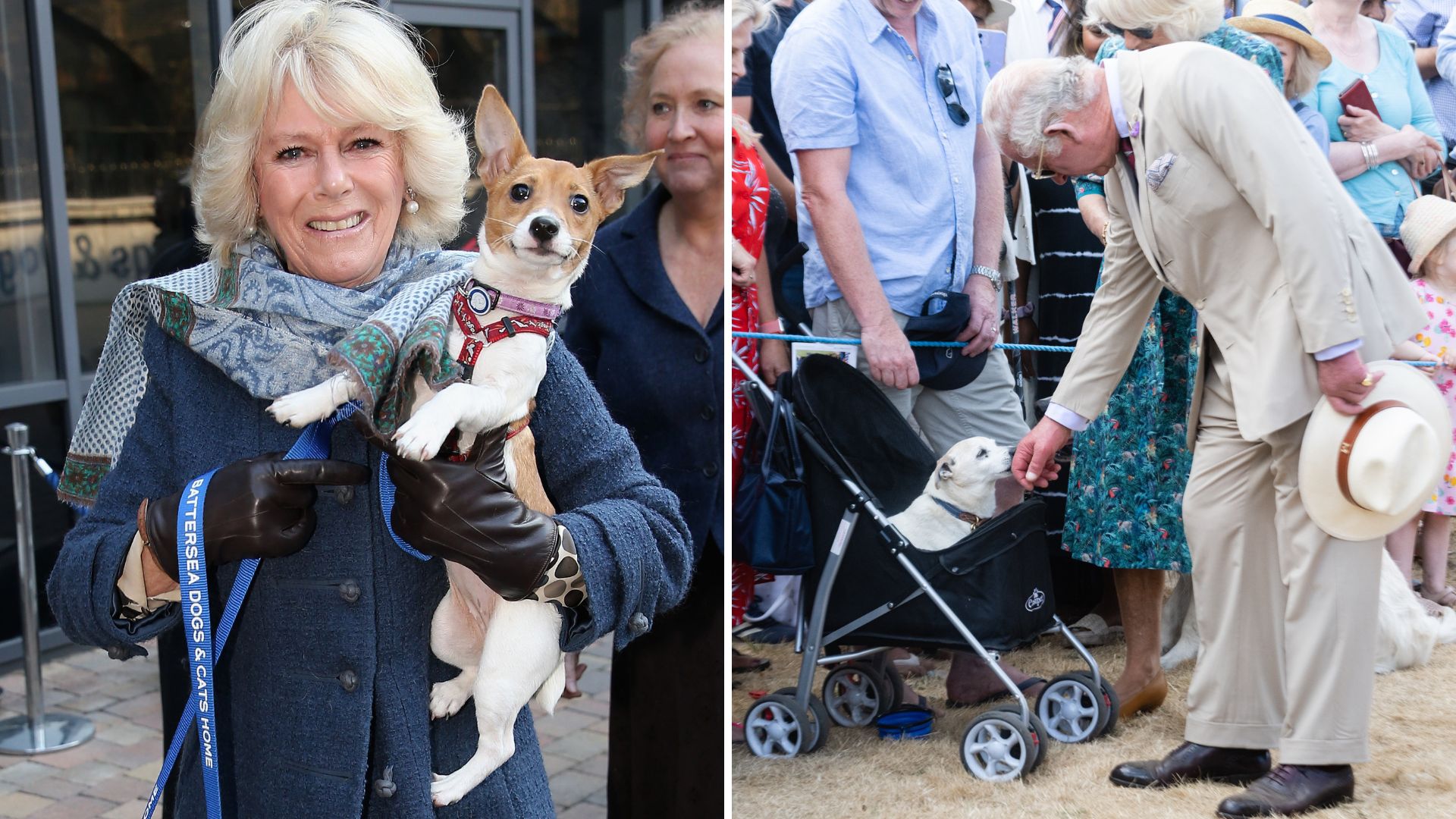A composite image with Queen Camilla holding her Jack Russell terrier, Bluebell, on the left in 2012, and King Charles stroking a dog on the right