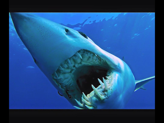 The Vitec Group - Shark 3