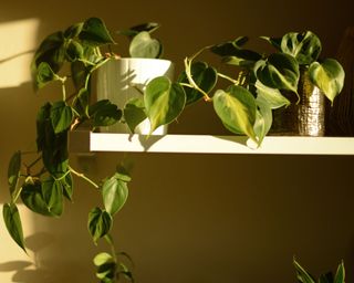 two philodendron plants trailing down from a shelf