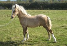 stolen-foal1.jpg