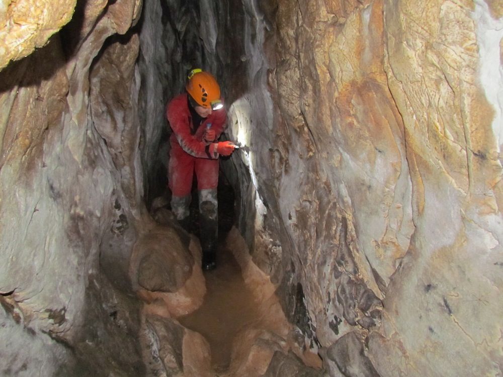 Scary Cave Spider? No, They're New Beetle Species | Live Science