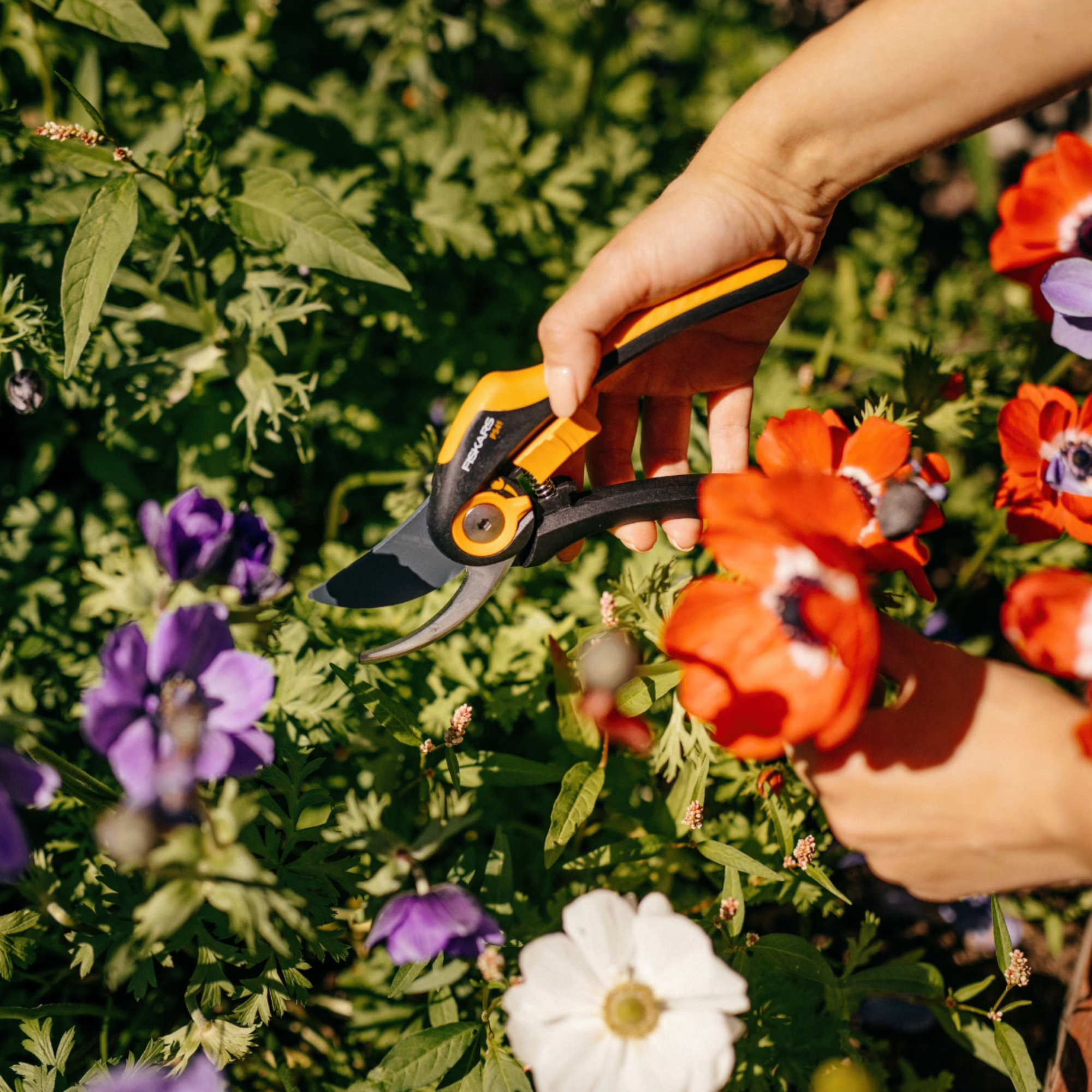 woman's hand cutting flowers with fiskars smartfit steel bypass pruners