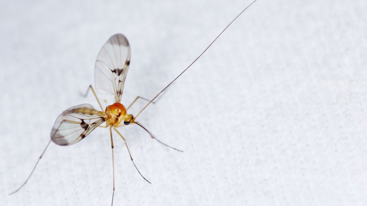 Gnat in bedroom