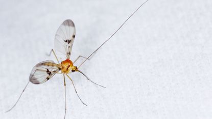 Expert Tips on How To Get Rid of Gnats and Fruit Flies