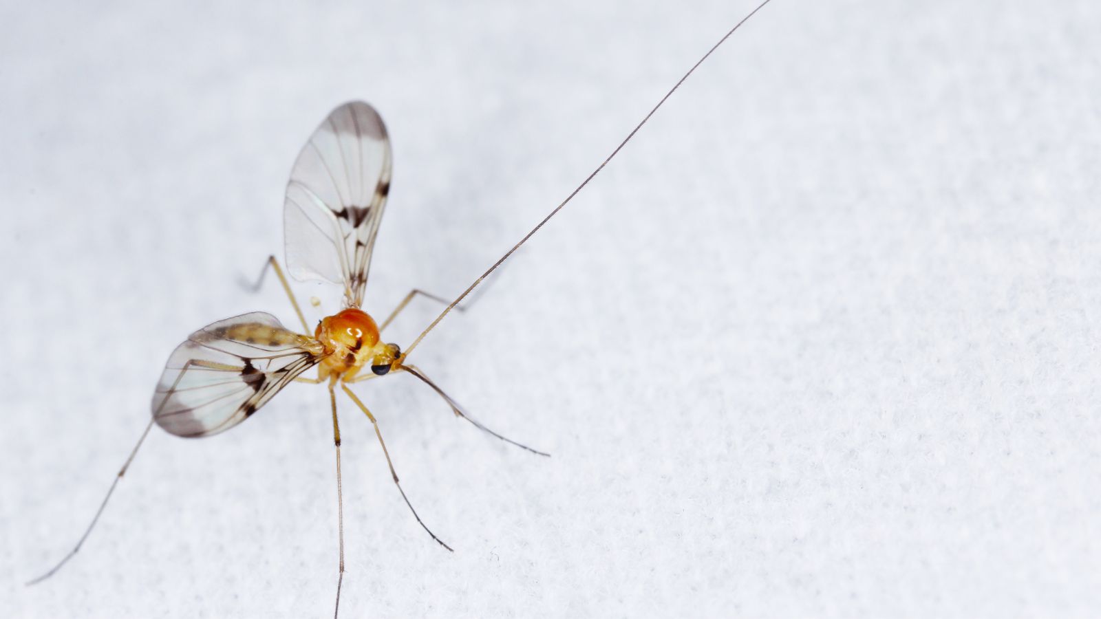Why do I have gnats in my house? Expert answers to help you keep them away