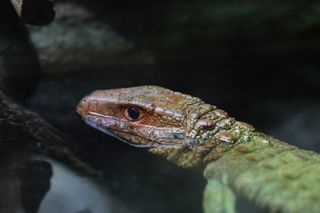 Lizard in water shot on the Canon EOS R8 camera