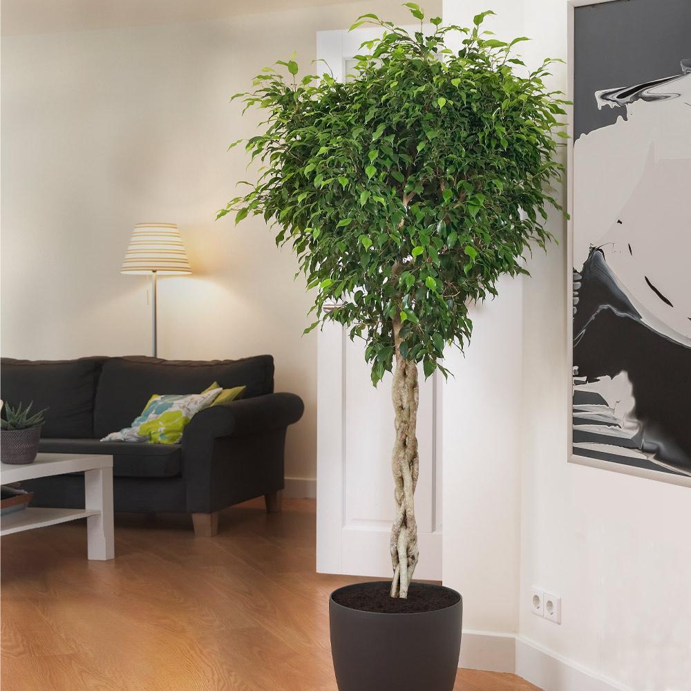 Braided Benjamina Ficus in a living room