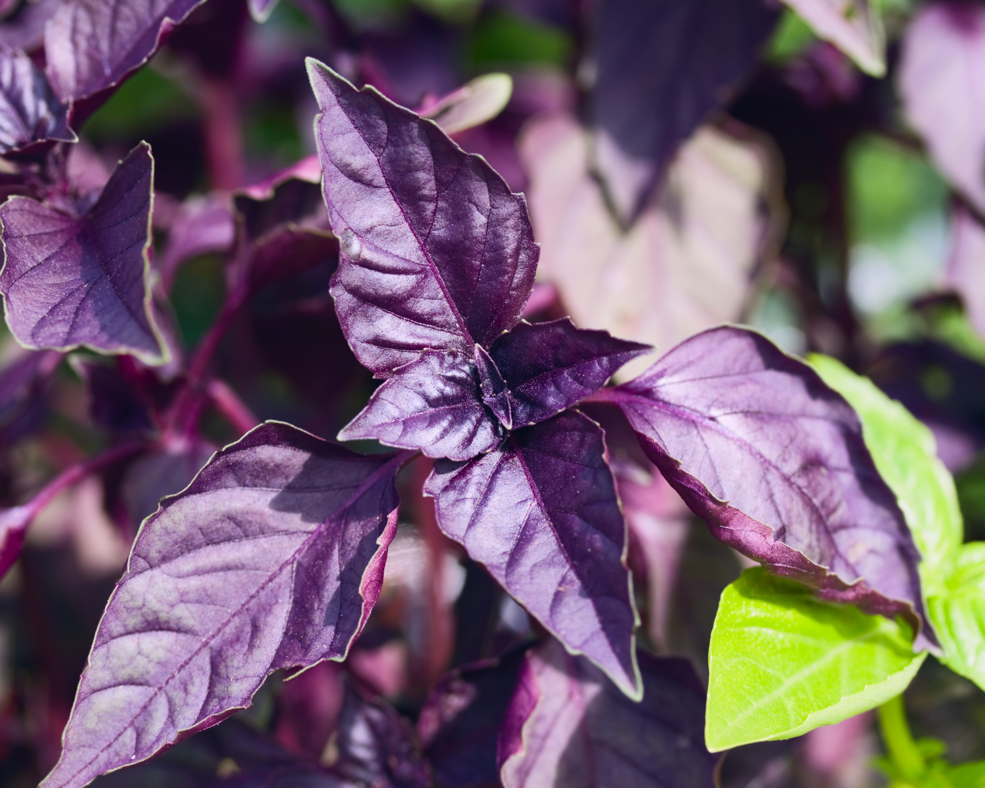 purple leaves of purple basil