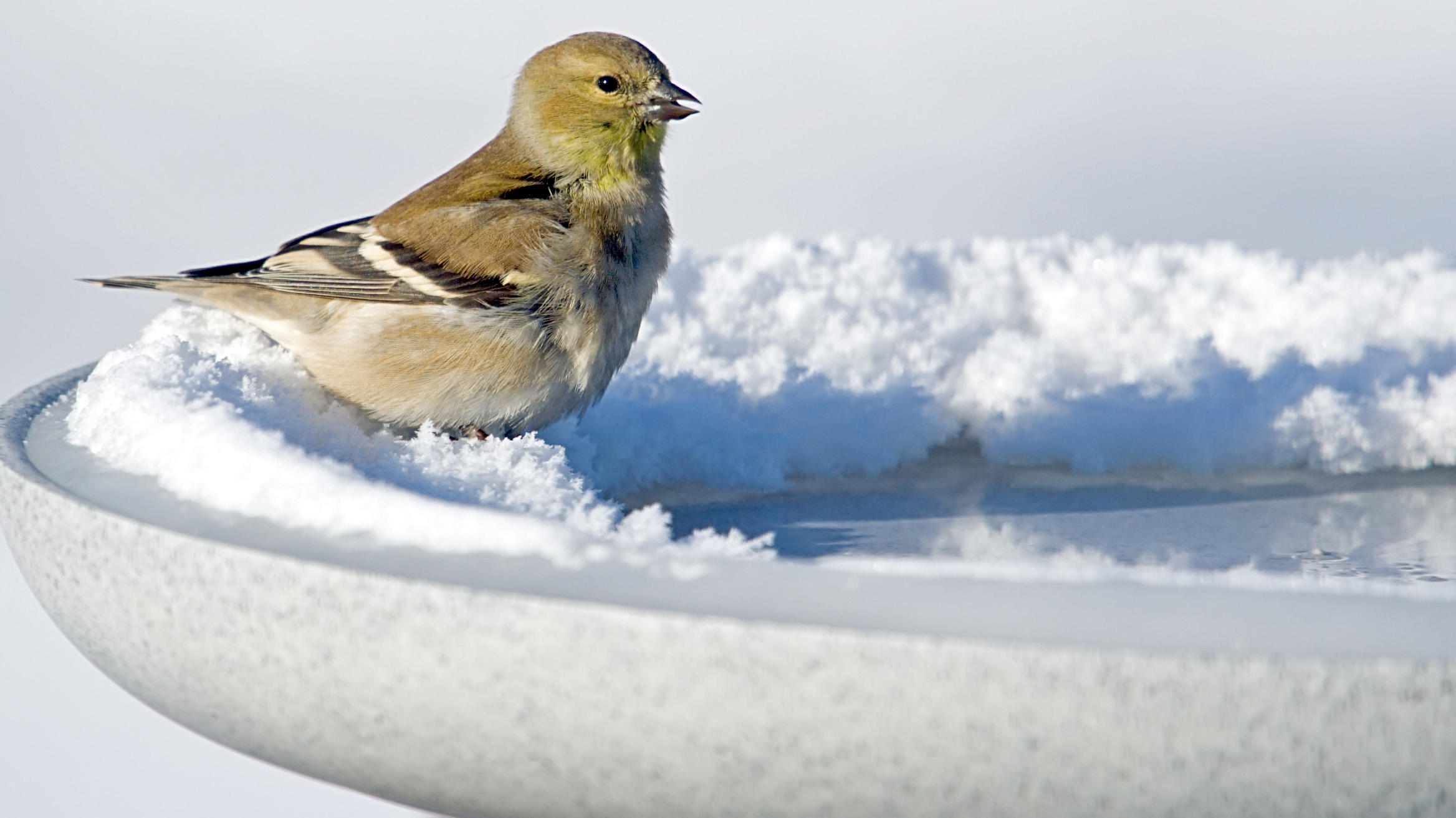 Птица сидит на ледяной ванне для птиц