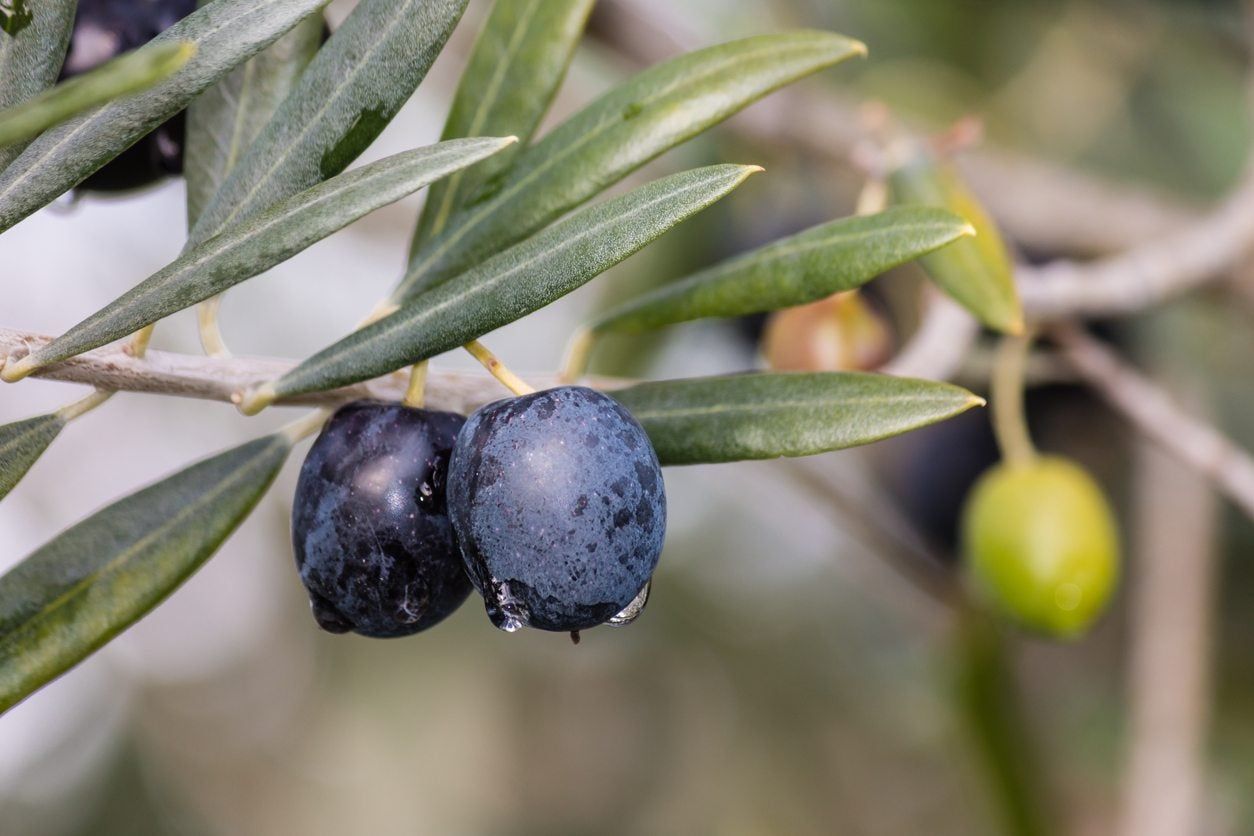 zone 6 olive