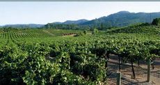 Bellisimo Vineyard