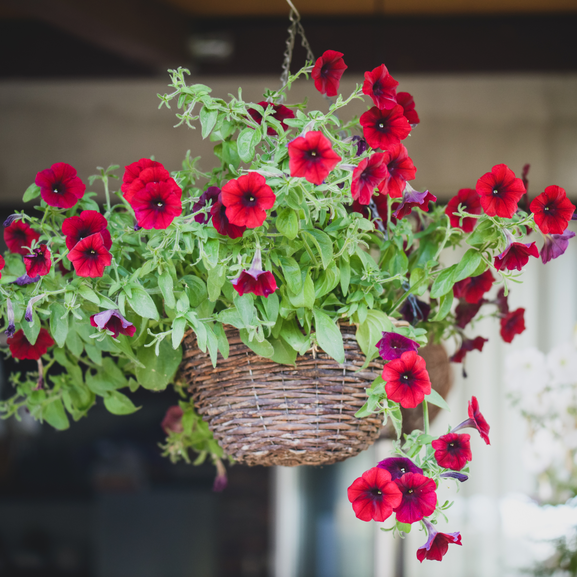 Hanging basket planted with trailing plant of red petunias